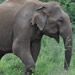 Udawalawe national park - Elephant