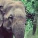 Udawalawe national park - Elephant