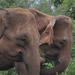 Udawalawe national park - Herd of elephants