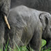 Tusked elephant with a baby elephant