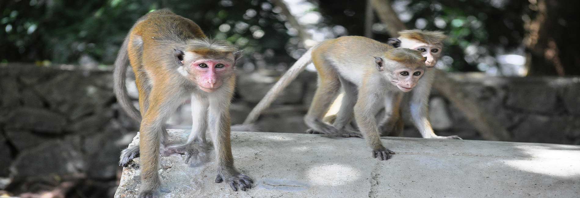 Grand Udawalawe safari resort