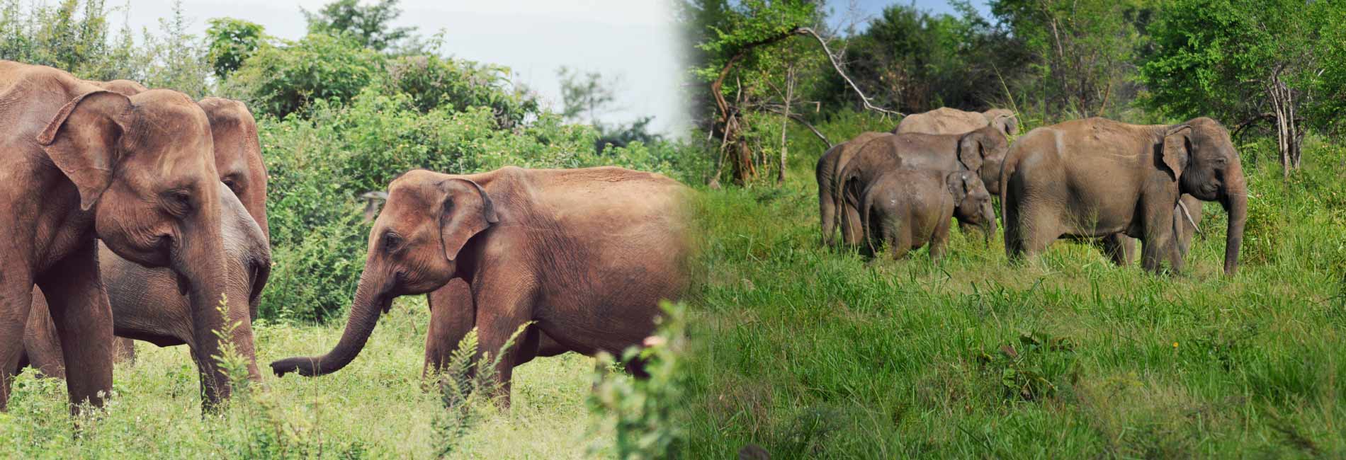 udawalawe national park elephants