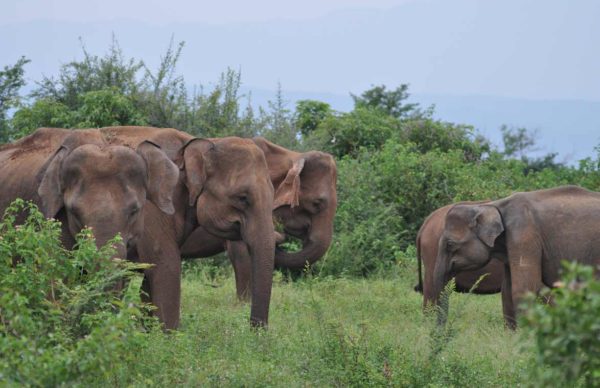 udawalawe_national_park_elephants